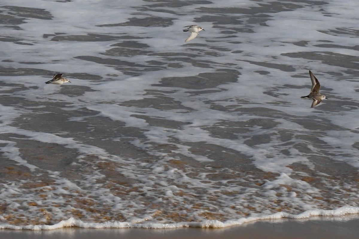 Red-necked Stint - ML642845404
