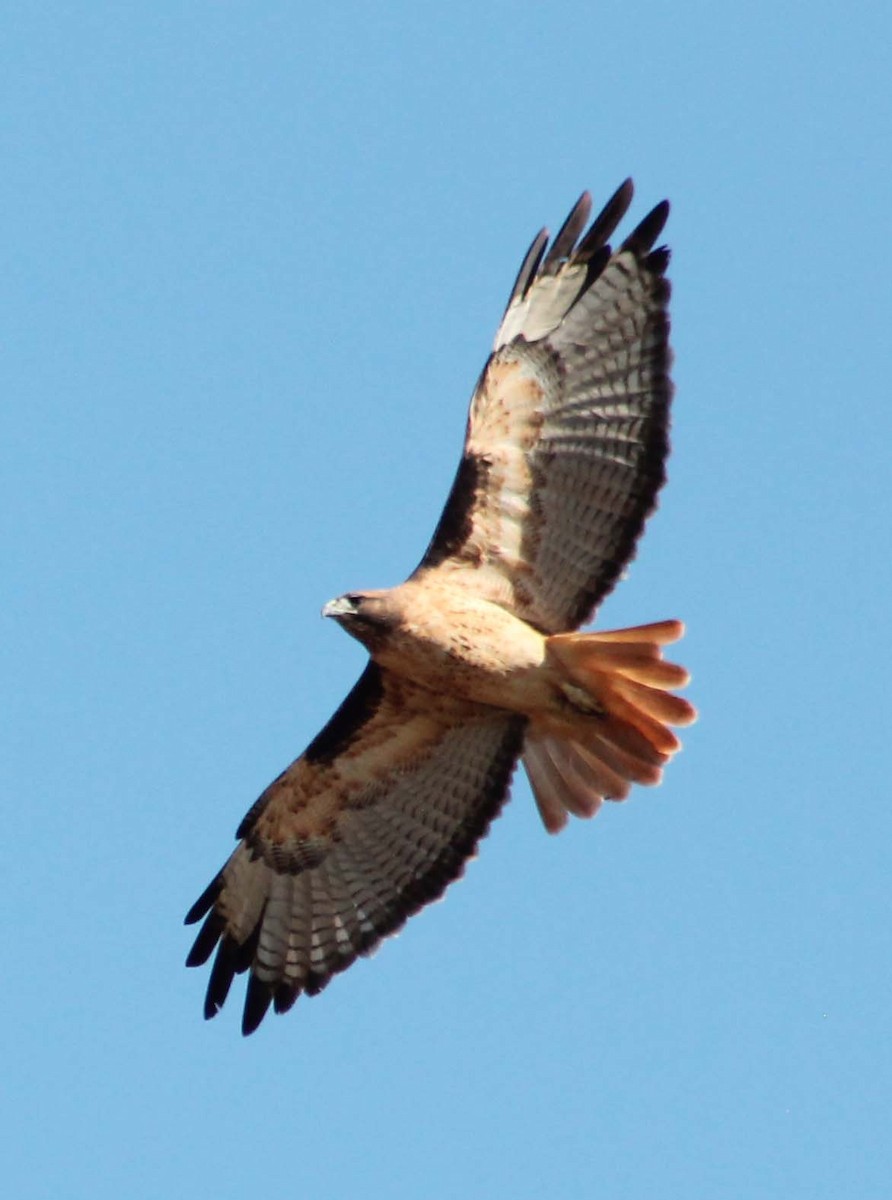 Red-tailed Hawk - ML642845405