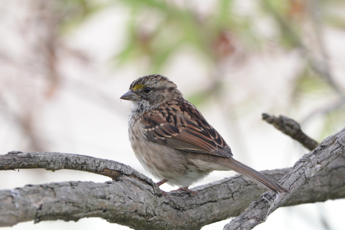 White-throated Sparrow - ML642845407