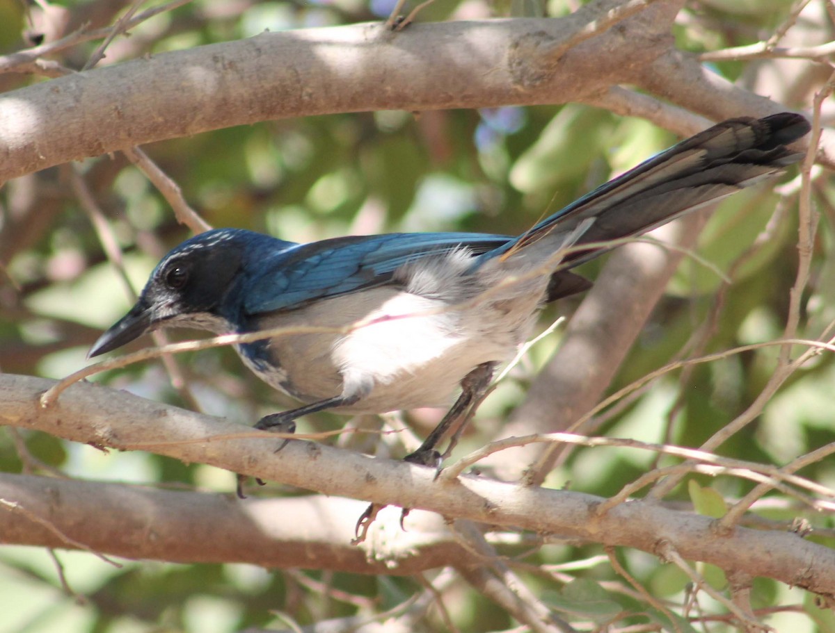 California Scrub-Jay - ML642845409