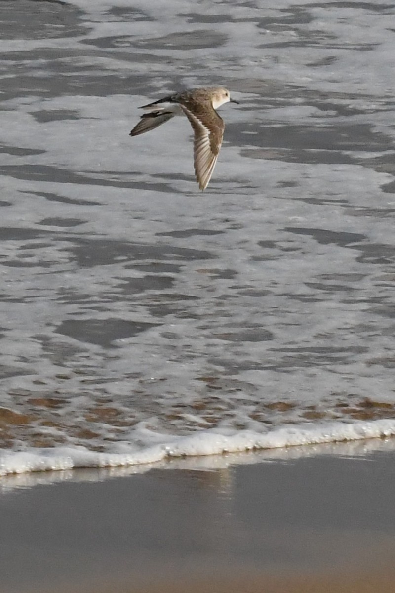 Red-necked Stint - ML642845410