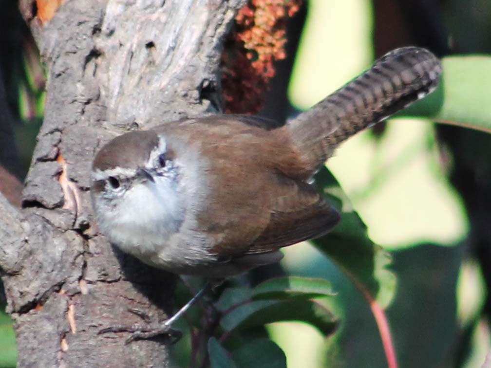 Bewick's Wren - ML642845412