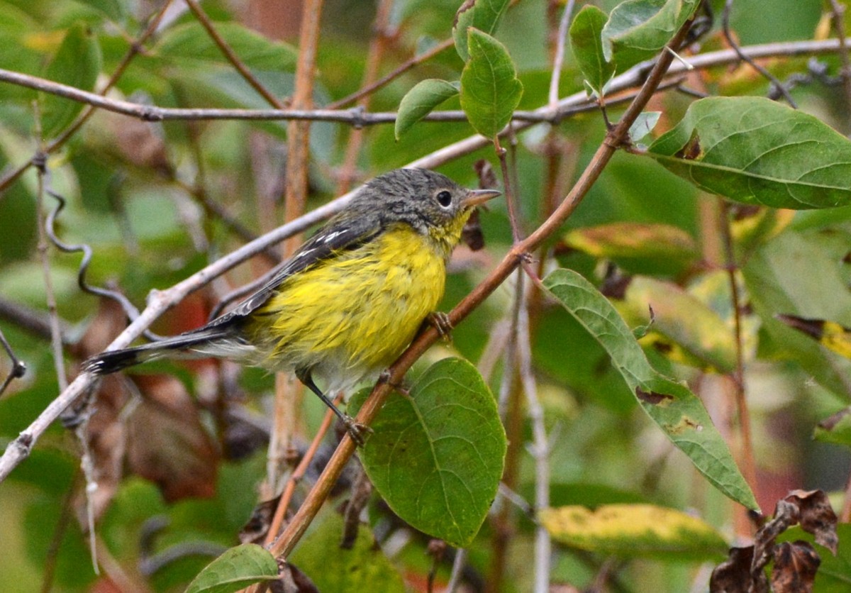 Magnolia Warbler - ML642845457