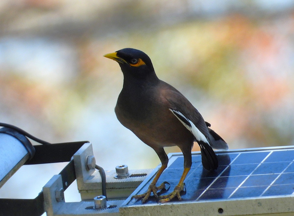 Common Myna - ML642845461