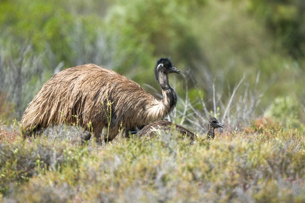 Emu - ML642845465