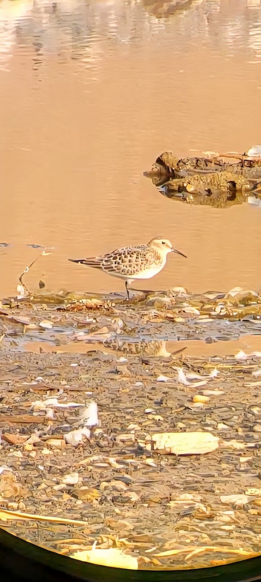 Baird's Sandpiper - ML642845467