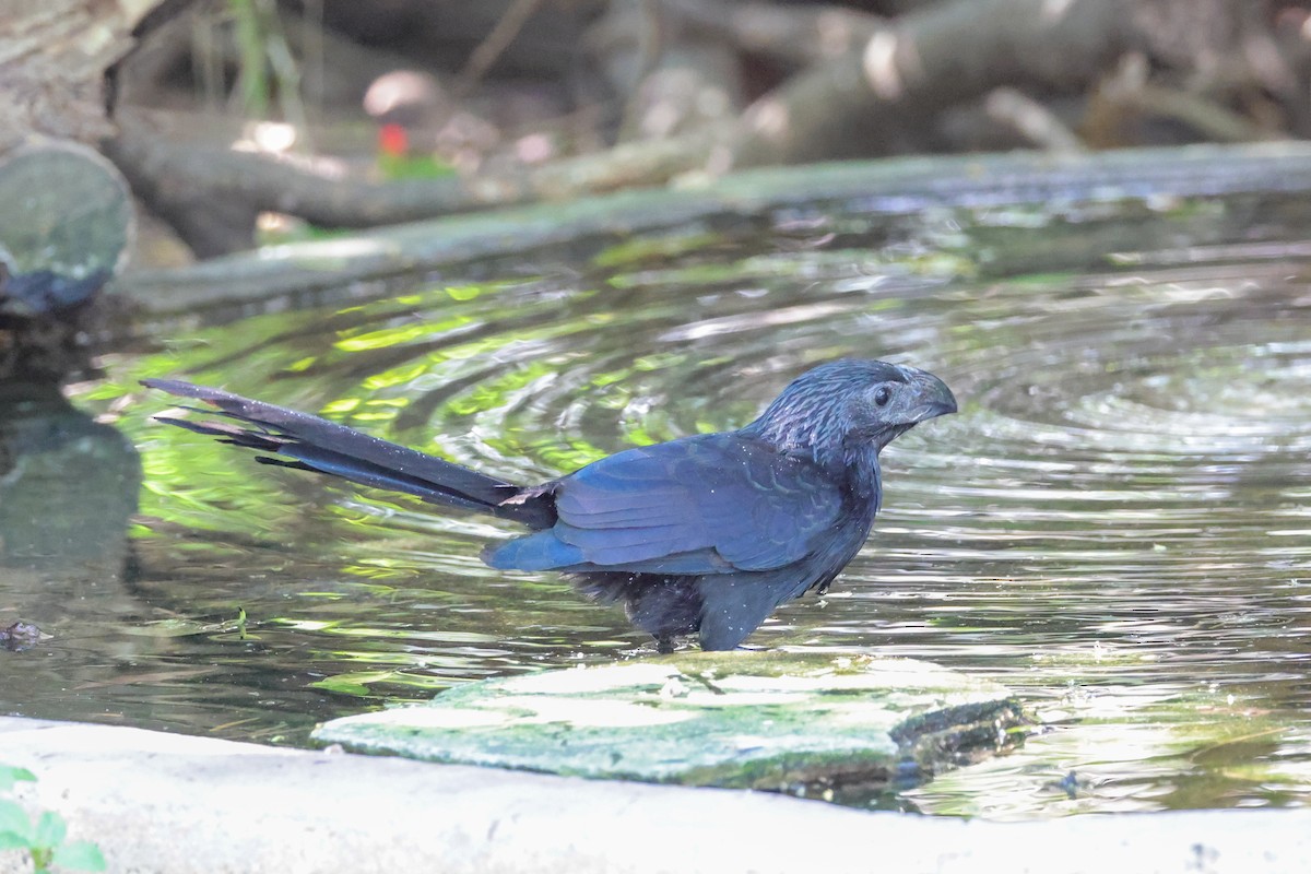 Groove-billed Ani - ML642845469