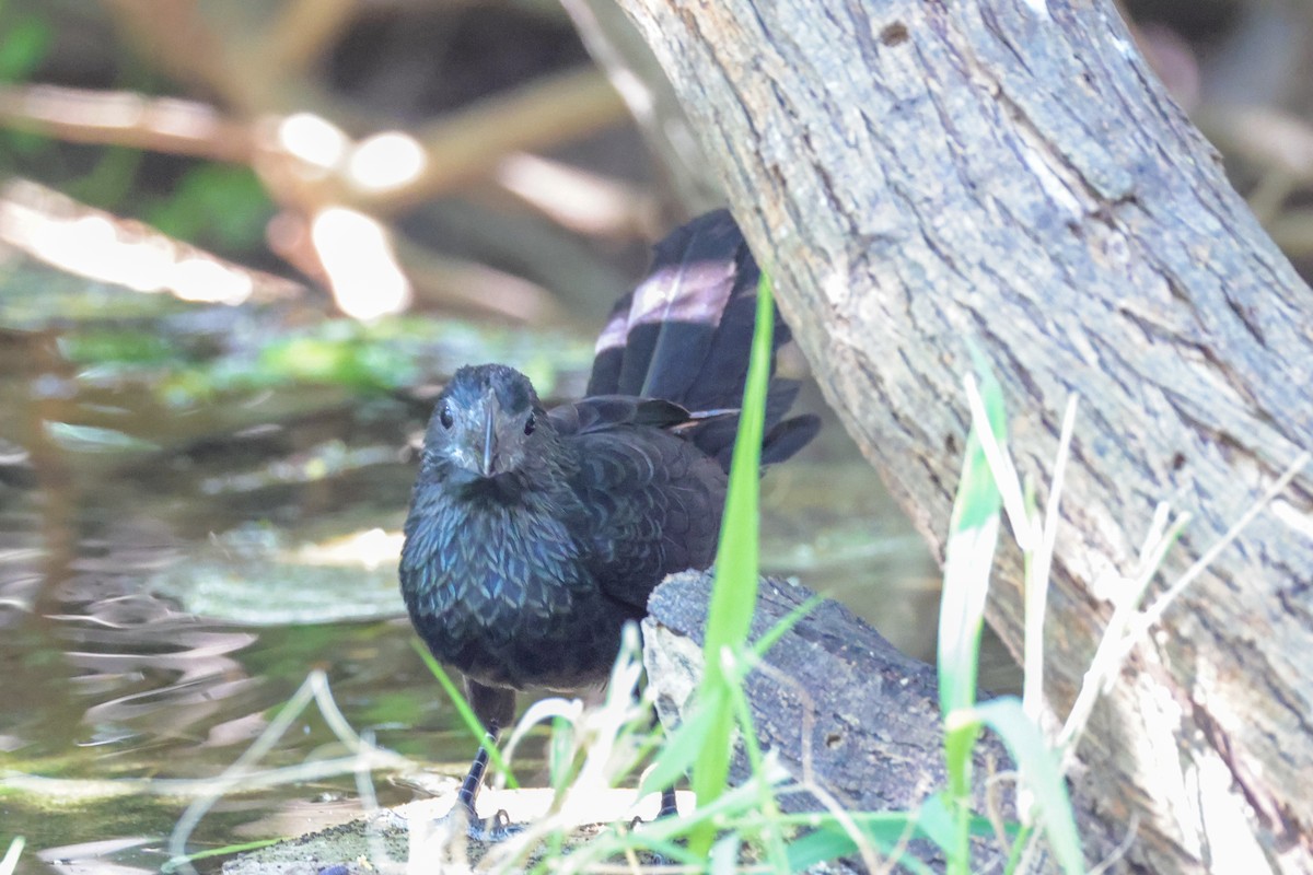 Groove-billed Ani - ML642845470