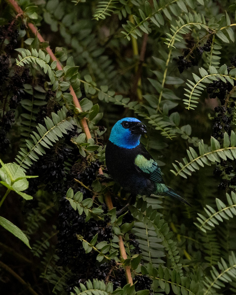 Blue-necked Tanager - ML642845472