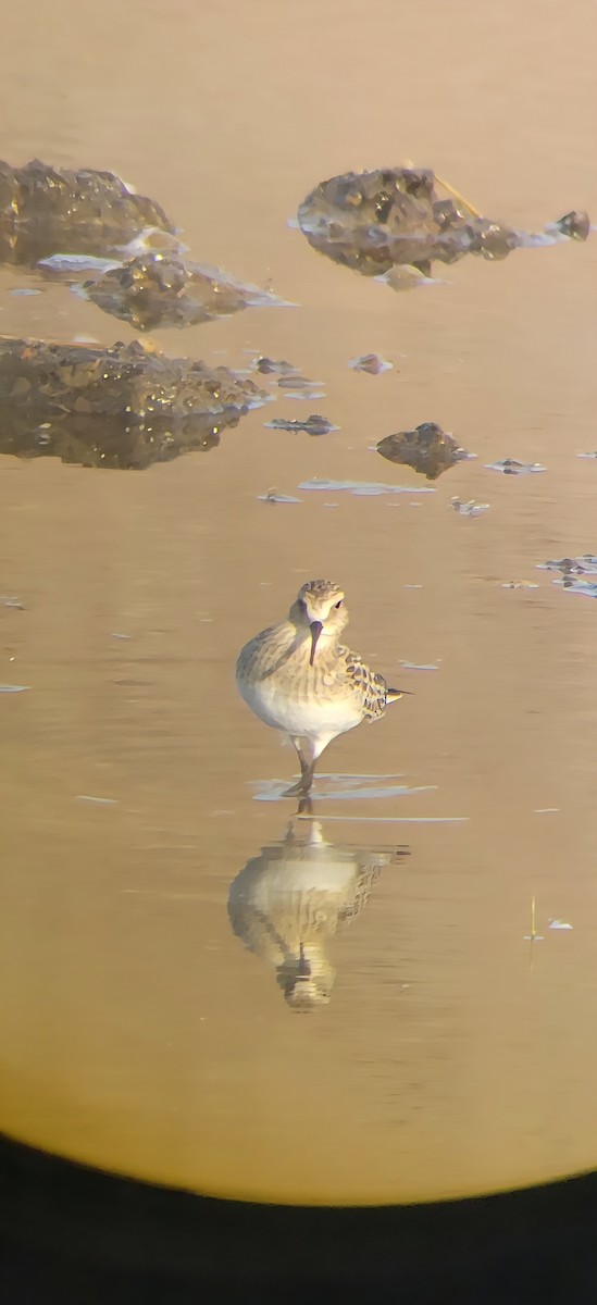 Baird's Sandpiper - ML642845473