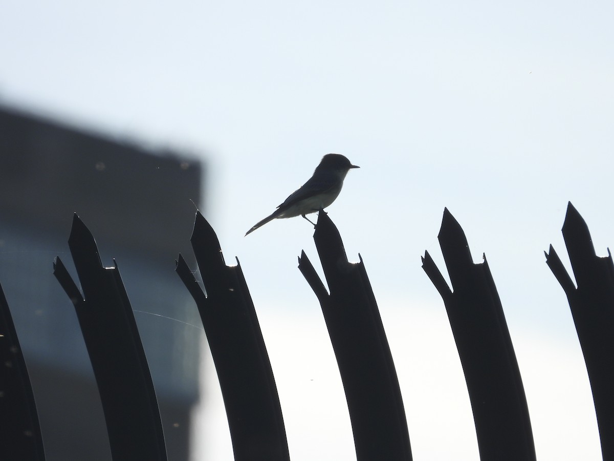Eastern Phoebe - ML642845474