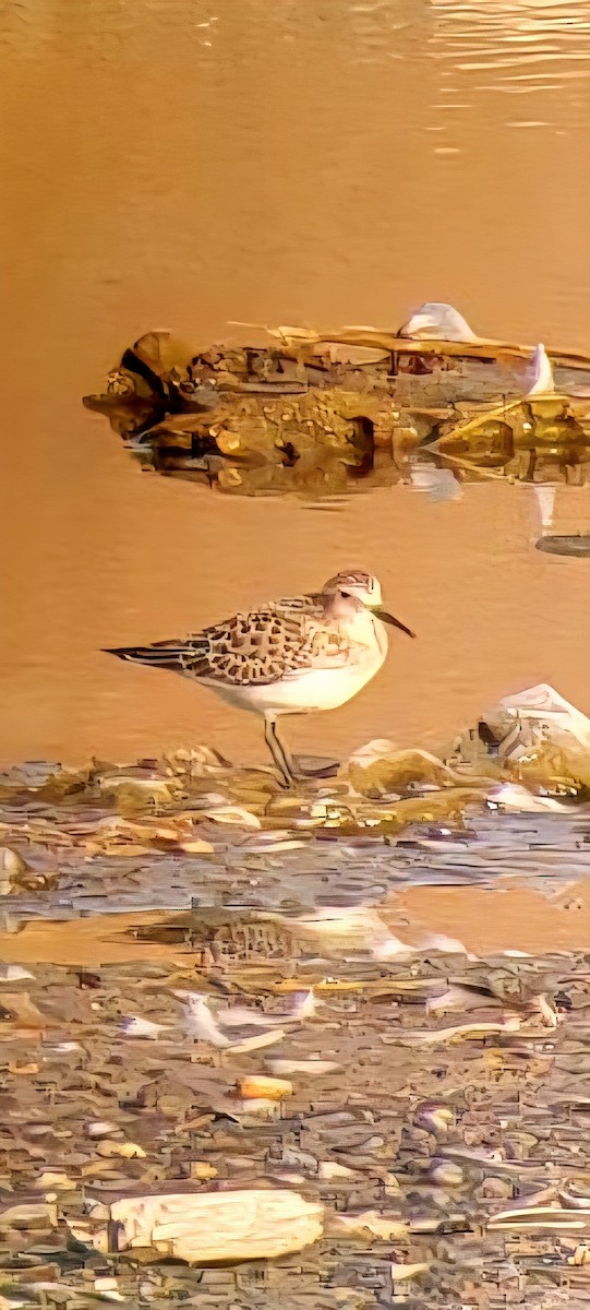 Baird's Sandpiper - ML642845475