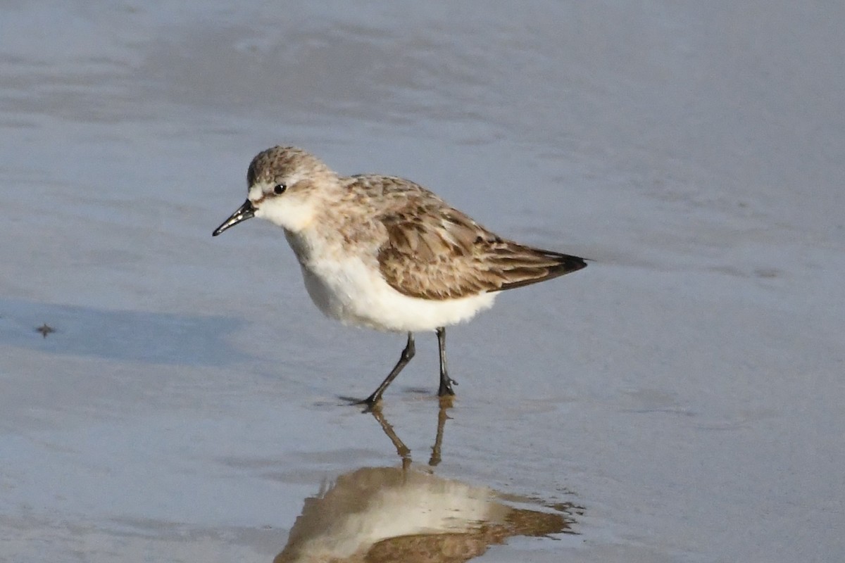 Red-necked Stint - ML642845478