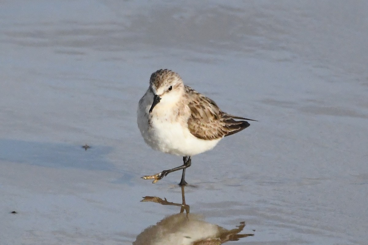 Red-necked Stint - ML642845479