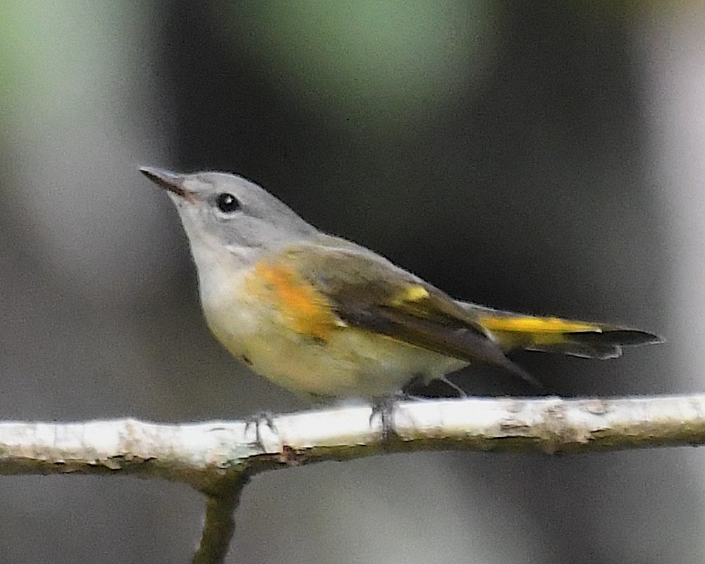 American Redstart - ML642845480