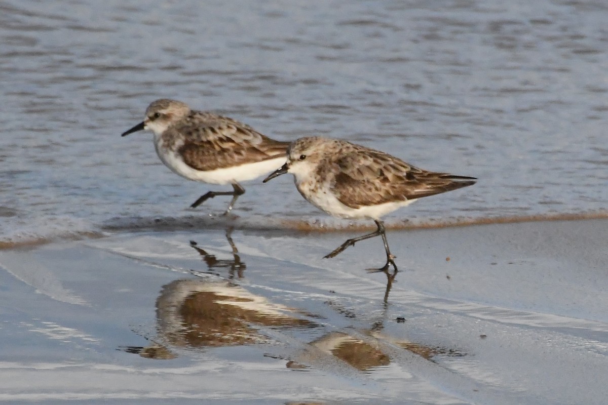 Red-necked Stint - ML642845481