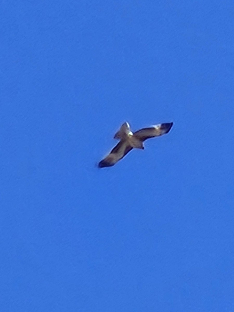 Little Eagle - ML642845482