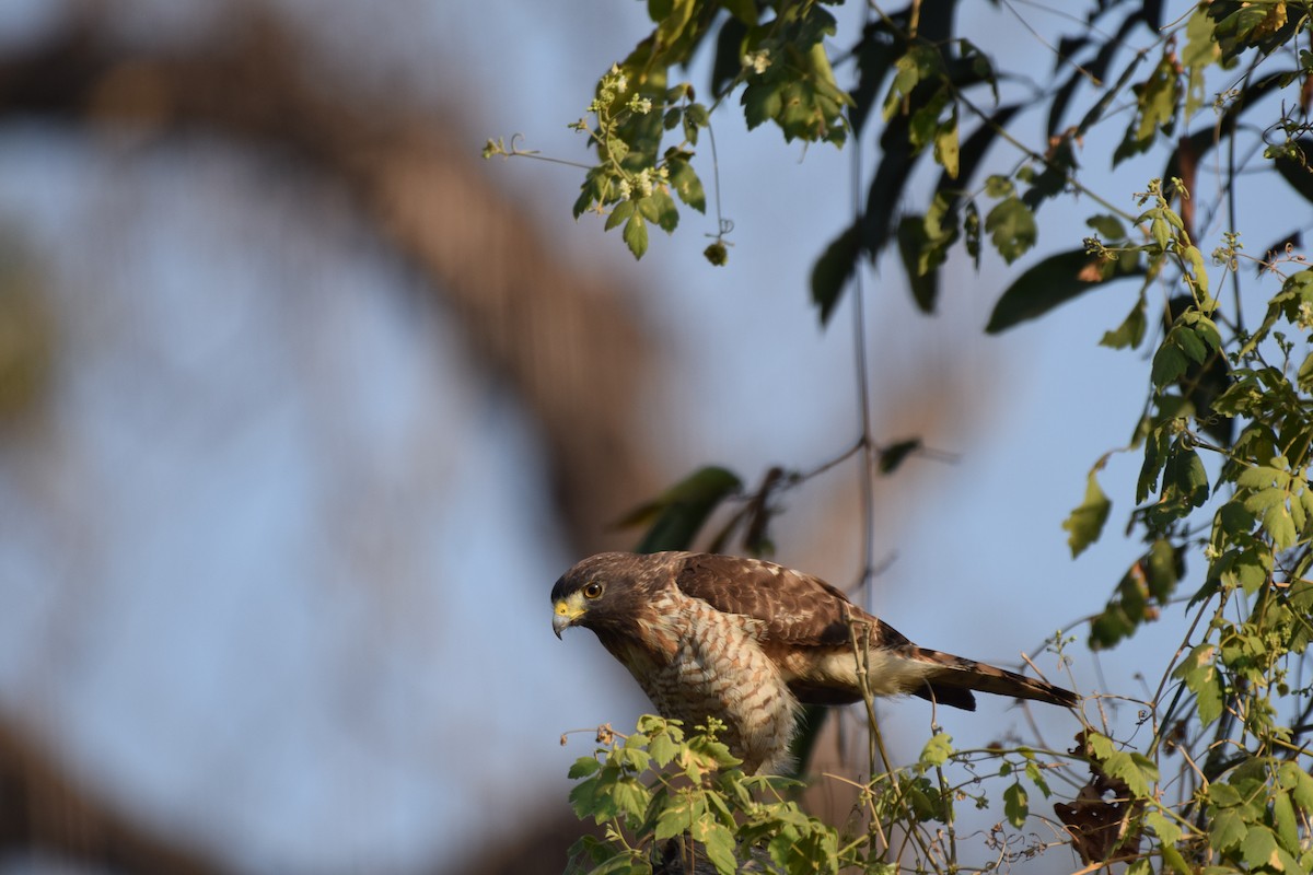Roadside Hawk - ML642845484