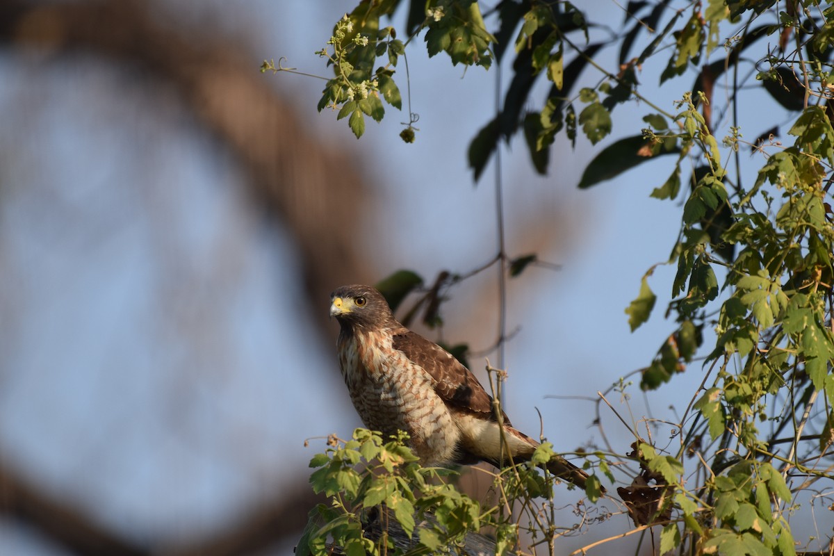 Roadside Hawk - ML642845485