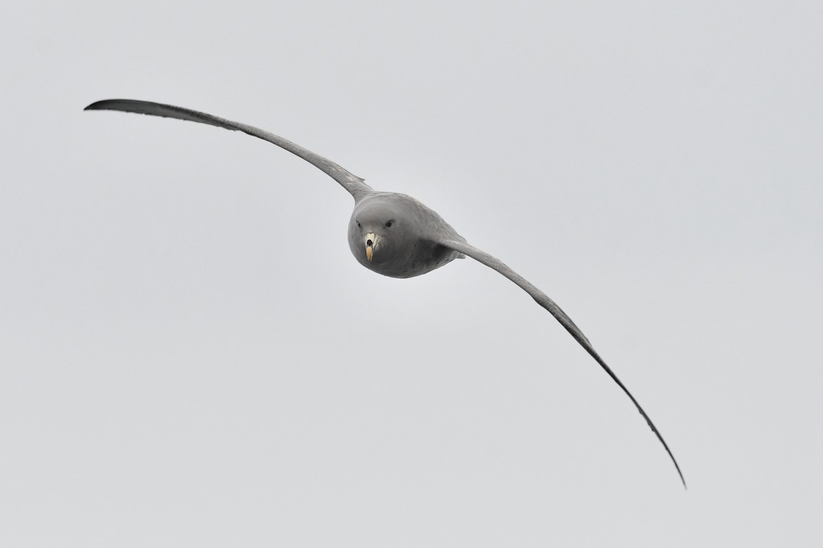 Northern Fulmar - ML642845486