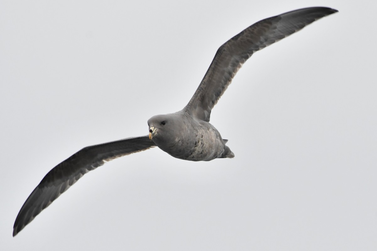 Northern Fulmar - ML642845487