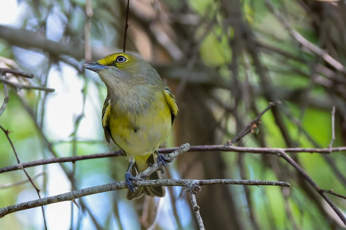 White-eyed Vireo - ML642845489