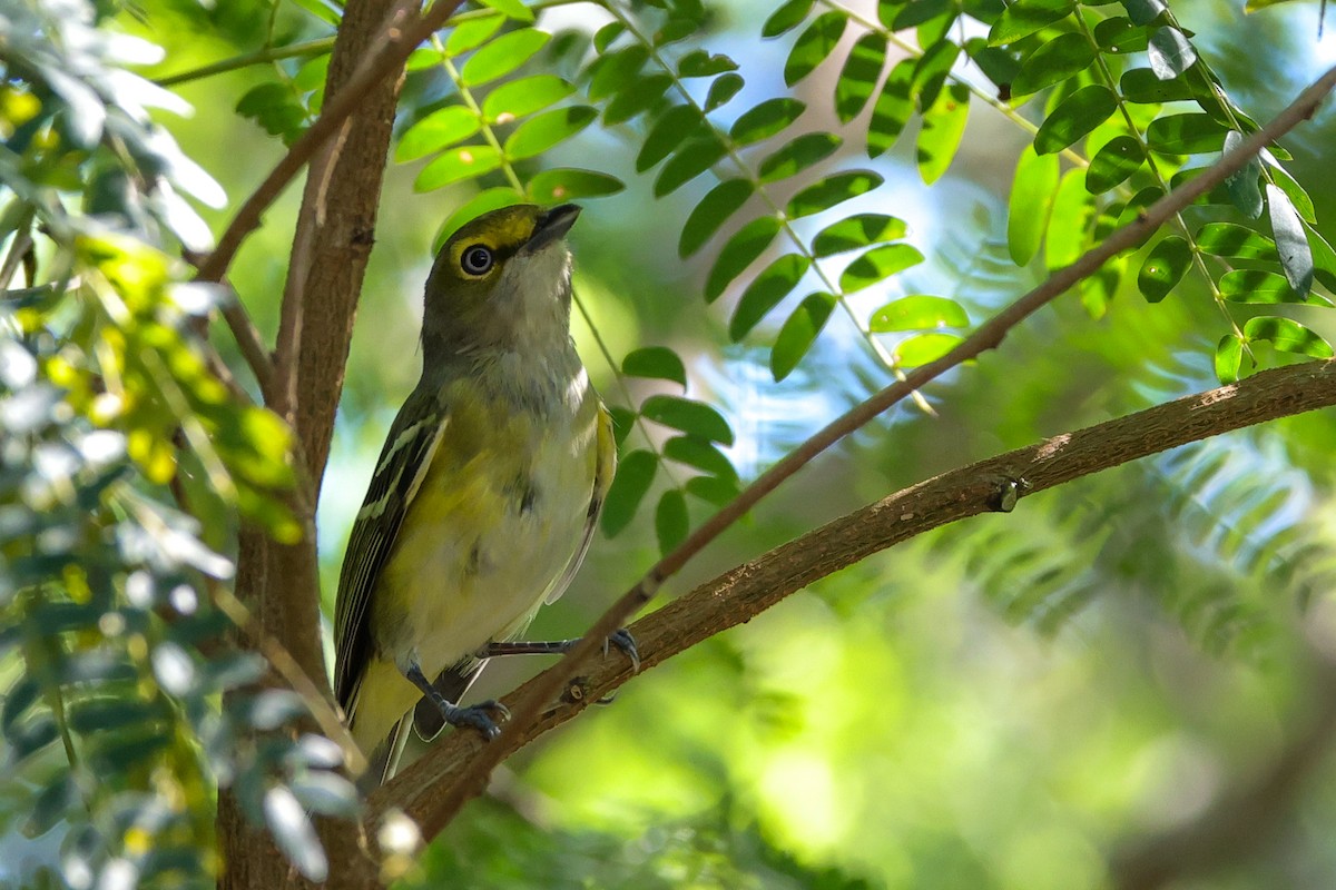White-eyed Vireo - ML642845490