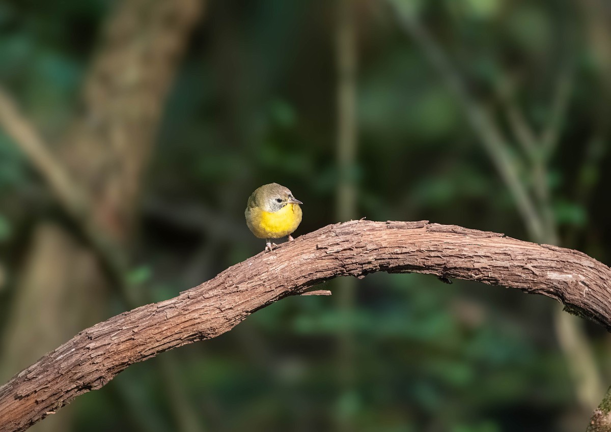 Common Yellowthroat - ML642845491