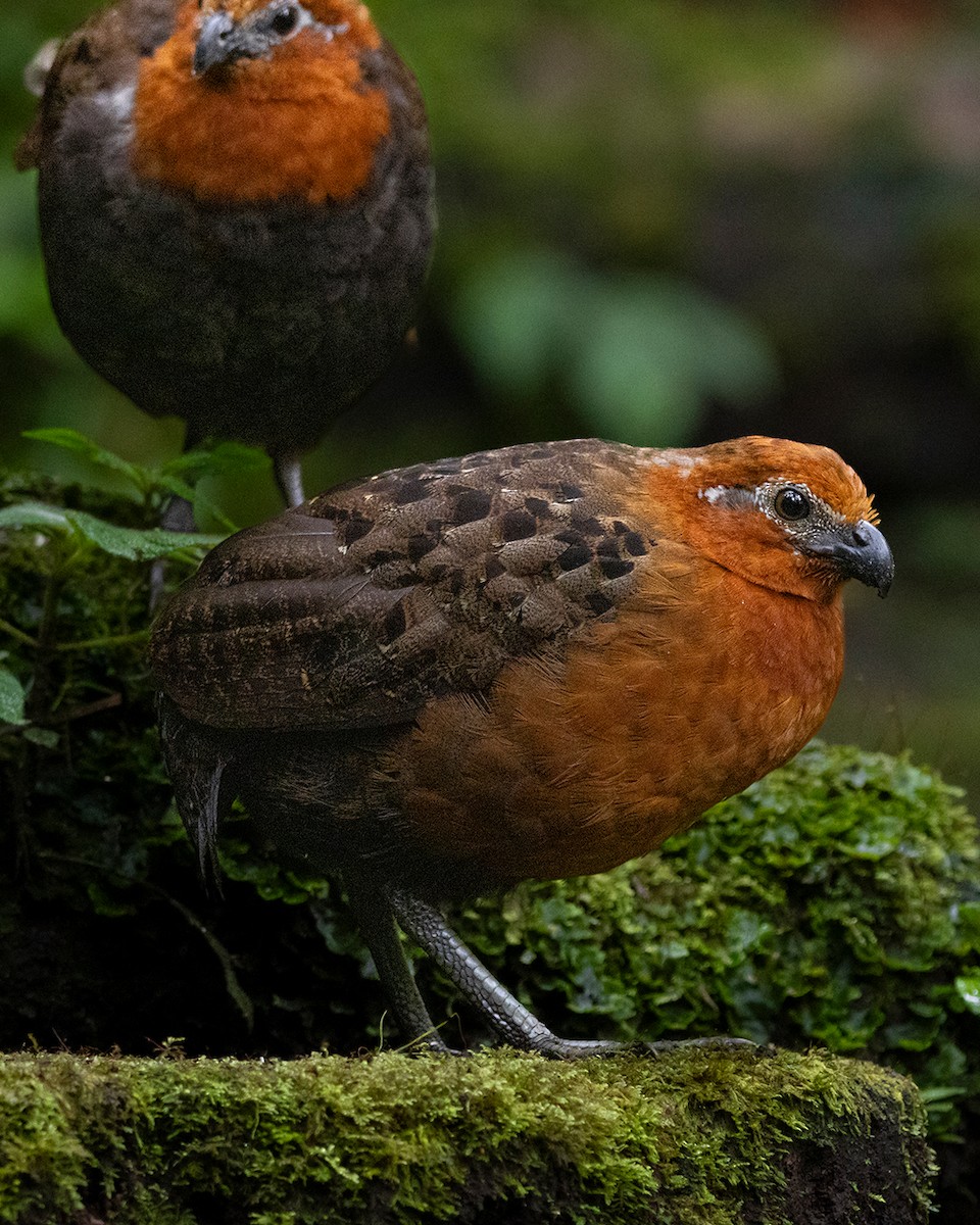 Chestnut Wood-Quail - ML642845495