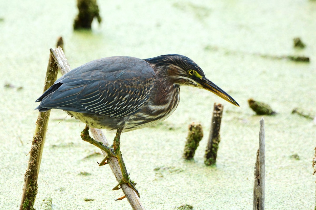 Green Heron - ML642845496