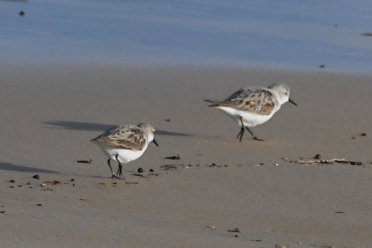 Red-necked Stint - ML642845501