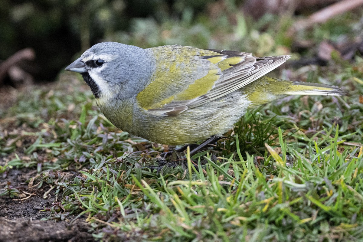 ノドグロシトド - ML642845502