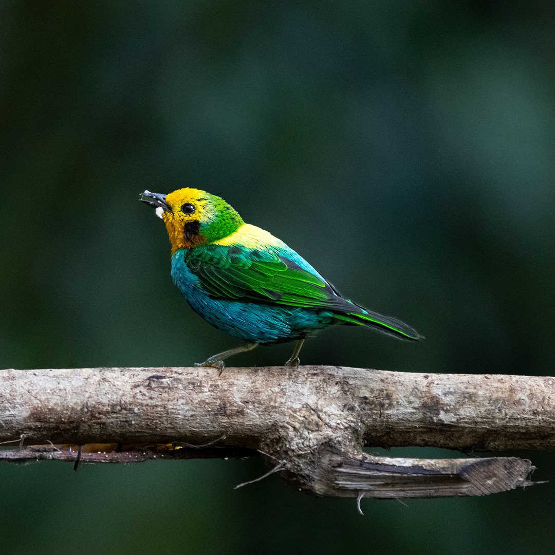 Multicolored Tanager - ML642845506
