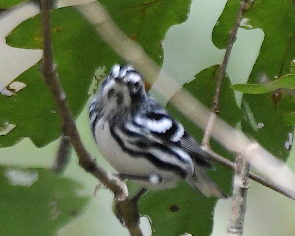 Black-and-white Warbler - ML642845511