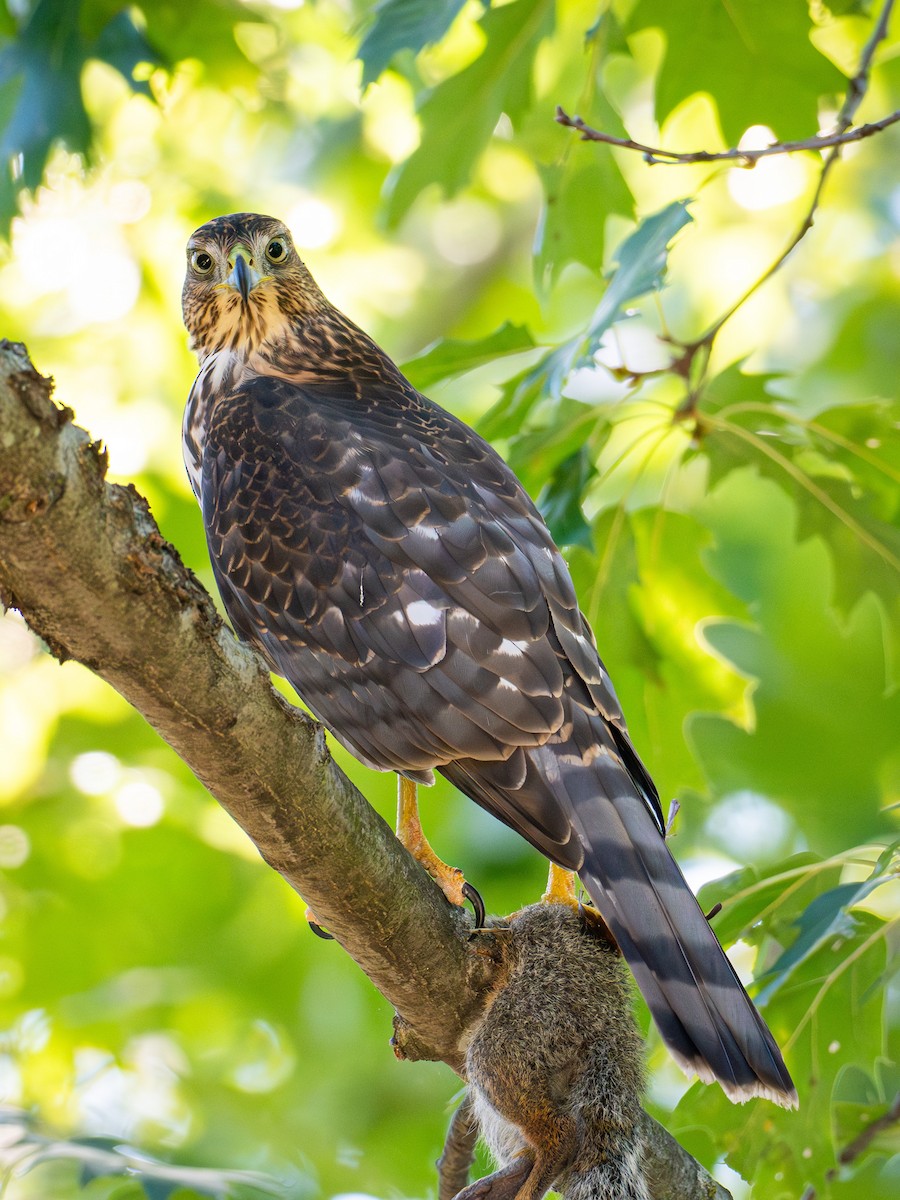 Cooper's Hawk - ML642845514