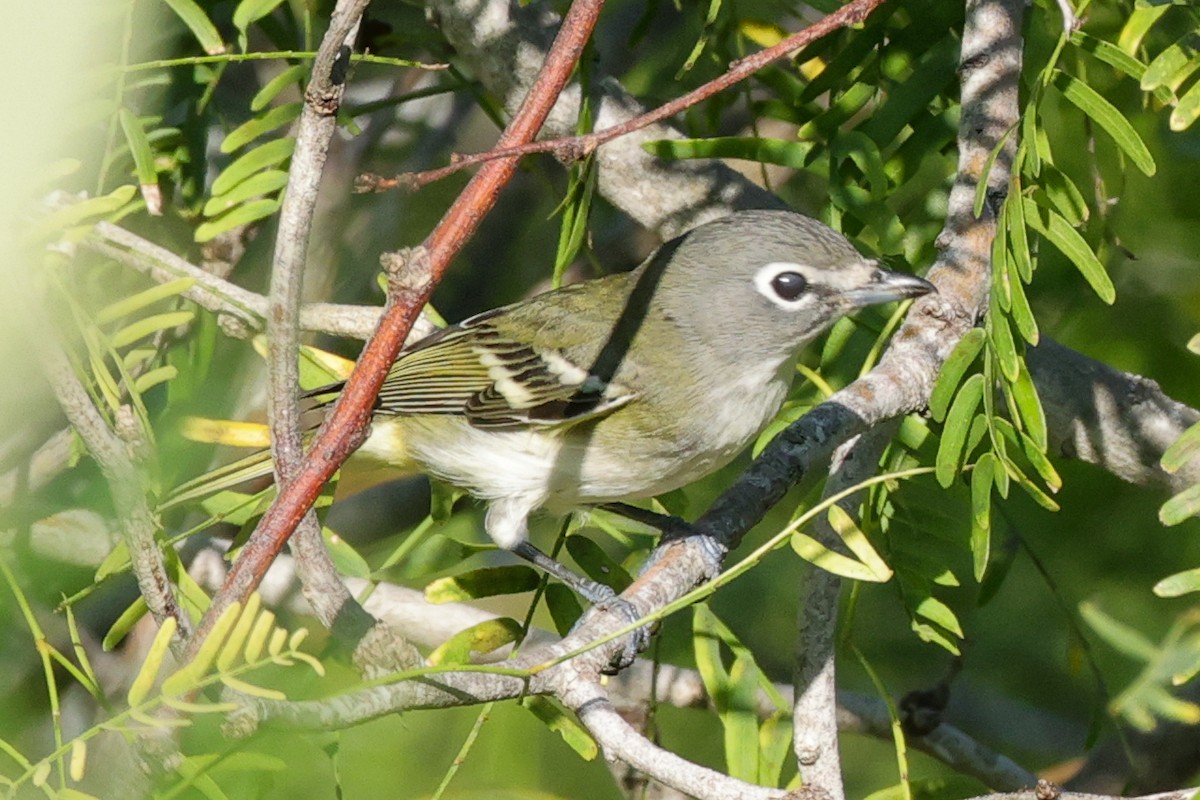 Mavi Başlı Vireo - ML642845536