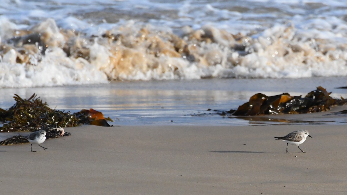 Red-necked Stint - ML642845547