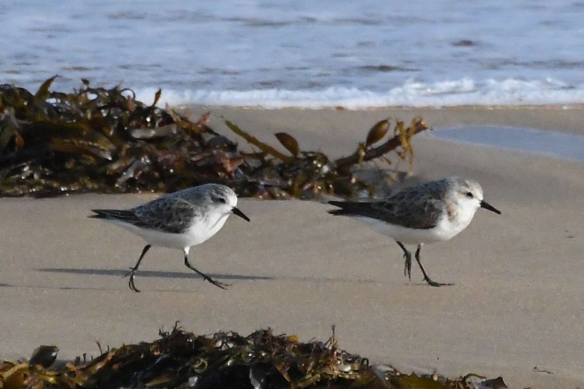 Red-necked Stint - ML642845549
