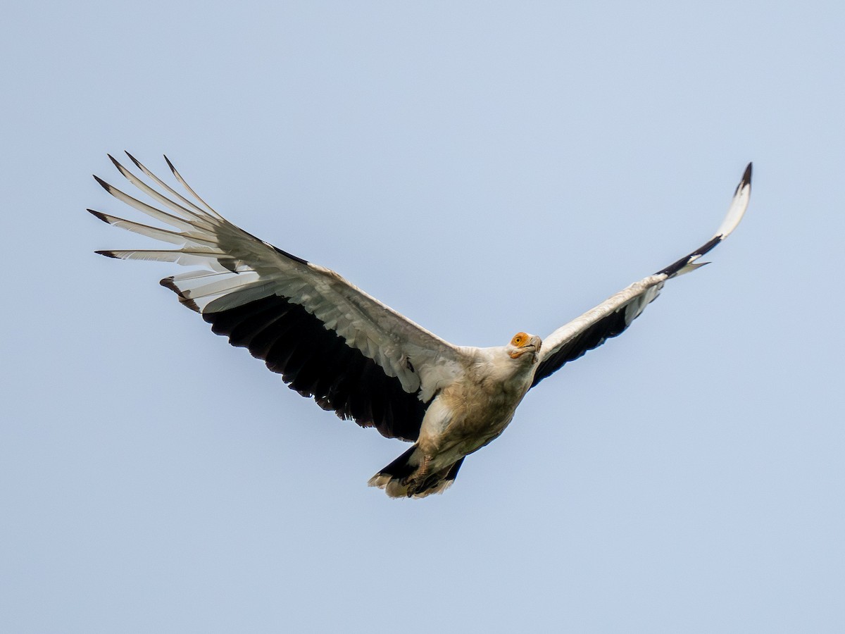 Palm-nut Vulture - ML642845551