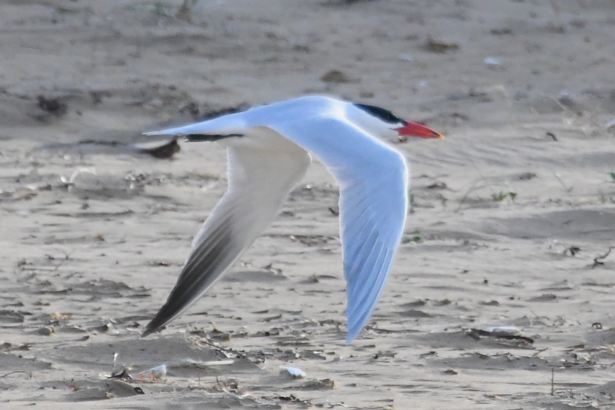 Caspian Tern - ML642845554