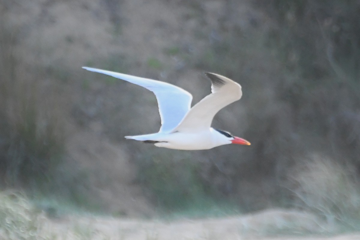 Caspian Tern - ML642845562