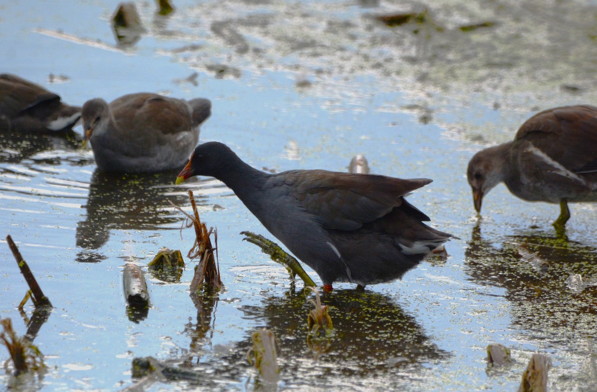Common Gallinule - ML642845570