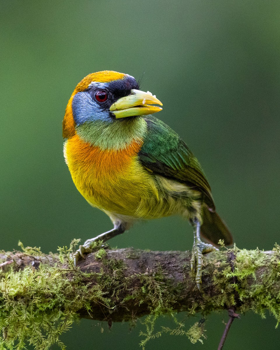Red-headed Barbet - ML642845571