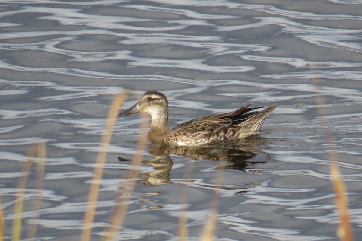 Garganey - ML642845573