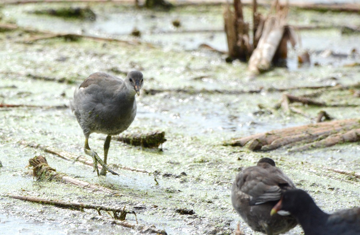 Common Gallinule - ML642845574