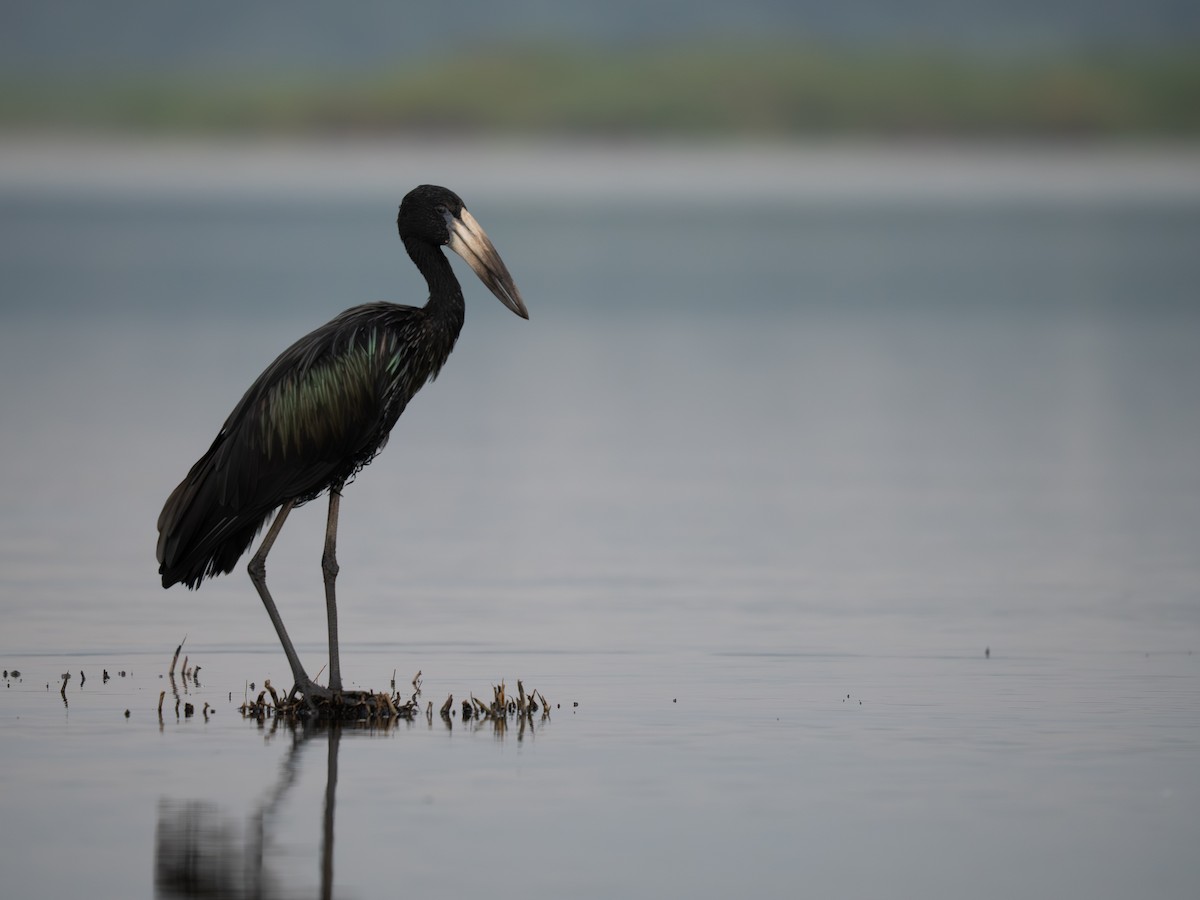 African Openbill - ML642845575
