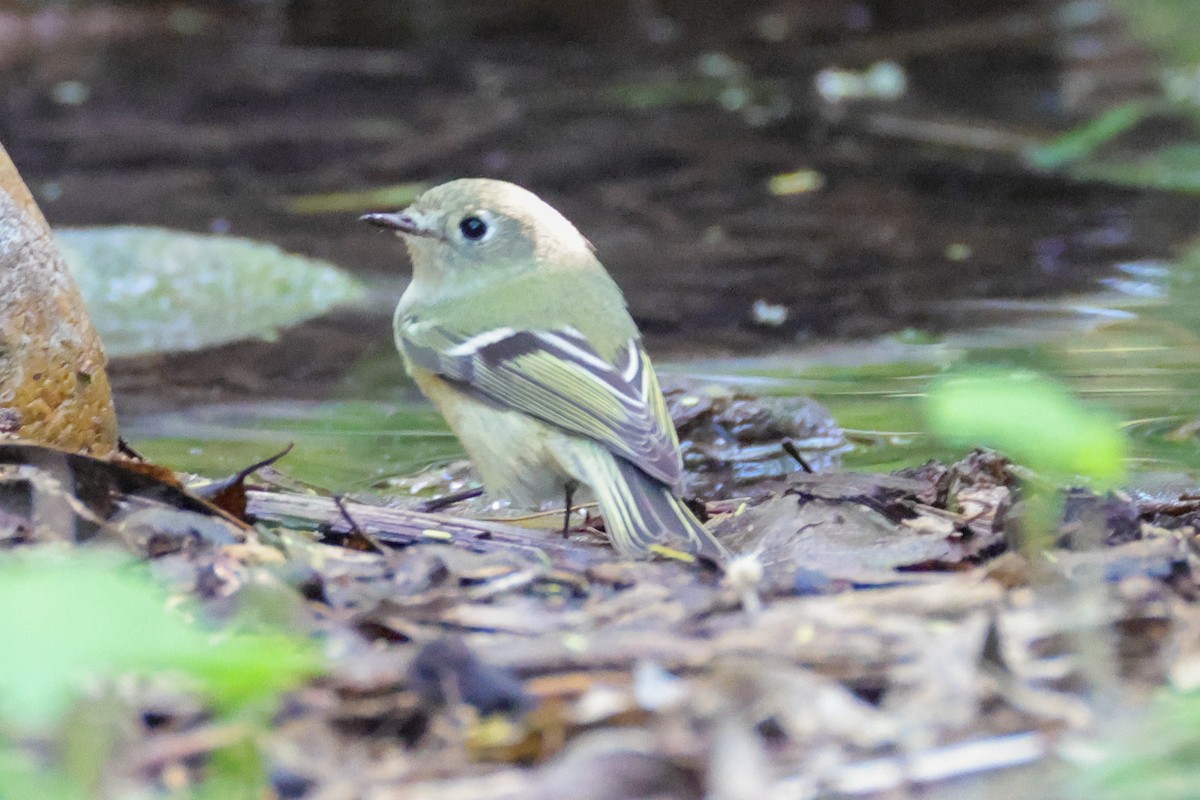 Ruby-crowned Kinglet - ML642845578