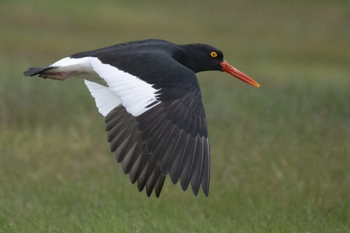 Magellanic Oystercatcher - ML642845585