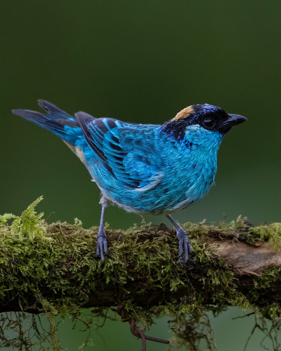 Golden-naped Tanager - ML642845586