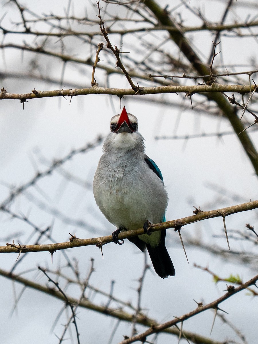 Woodland Kingfisher - ML642845587